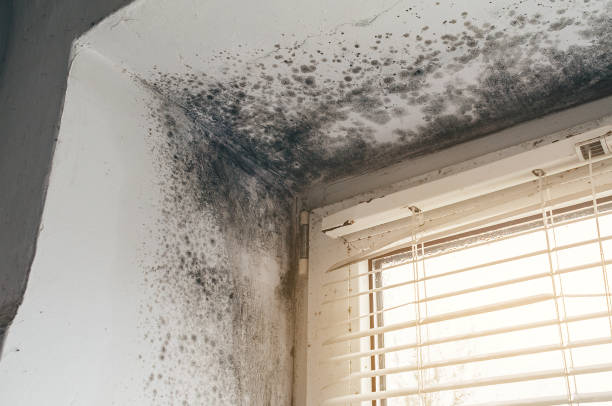Affordable Basement Mold Removal solutions in Capitol Heights, MD
