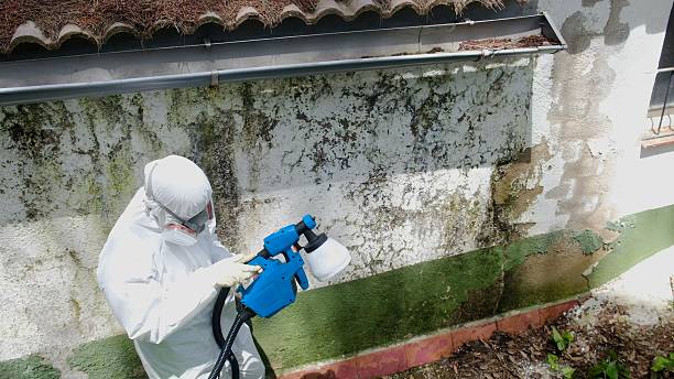 Top rated local Basement Mold Removal specialists in Capitol Heights, MD